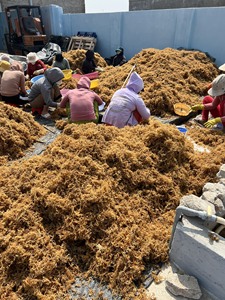 สาหร่ายทะเลแห้งธรรมชาติ Cottonii วัตถุดิบสำหรับการผลิตคาร์ราจีแนนเกรดอาหาร สาหร่ายทะเลอบแห้งจากแสงแดด สะอาด ปลอดภัย ส่งออกจำนวนมาก - Product Image 5