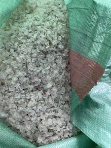 Escamas de Pescado Secas al por Mayor / Fuente de Colágeno a Granel / Escamas de Pescado de Alta Calidad de Vietnam - Product Image 2