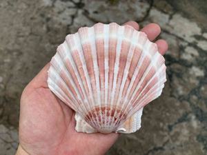 เปลือกหอย - ใช้สำหรับตกแต่ง ราคาแข่งขันในเวียดนาม - คุณภาพสูง 2026 - Product Image 2
