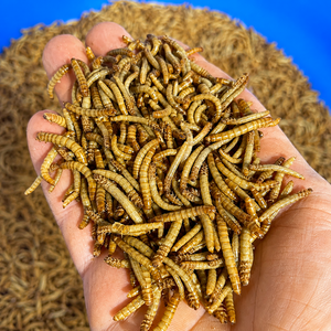 Vers de farine vivants naturels et biologiques riches en protéines pour jeunes poissons, vitamines et minéraux, durée de conservation de 3 mois, bienfaits pour la santé, prix usine - Product Image 3