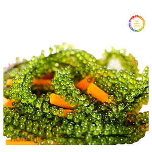 Uvas de Mar de Origen Vietnamita, Suministro de Alta Calidad - Product Image 3