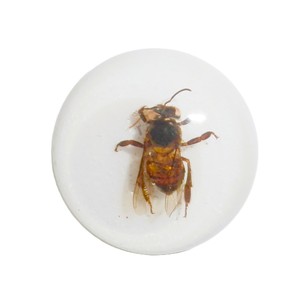 Cabujón de Plástico con Espécimen Real de Abeja, Redondo, 25x25 mm, Base Plana Blanca, para Manualidades y Joyería - Product Image 3