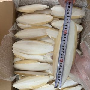 พร้อมส่ง ปี 2026 กระดูกปลาหมึก บล็อกแคลเซียมสำหรับนก สำหรับบดปากและเคี้ยวเล่นในกรง - Product Image 4