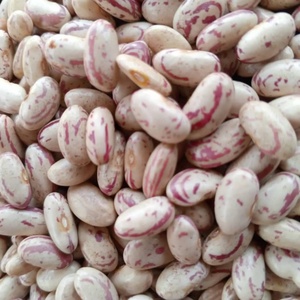 Dried Light Speckled Kidney <b>Beans</b> (Pinto/Sugar <b>Beans</b>) Bulk <b>Bagged</b> with 24 Months Shelf Life - Product Image 5