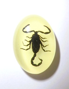 Cabujón Ovalado de Plástico con Espécimen Real de Escorpión Negro 18x25 mm, Base Plana Brillante para Manualidades y Joyería - Product Image 2