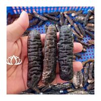 Abalone entier de qualité supérieure, saliné, en vrac, produit de la mer nutritif