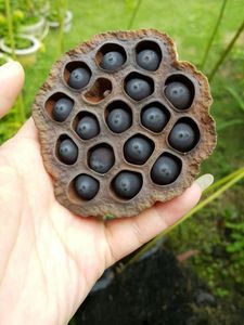 Semillas de Loto Negro Secas de Vietnam, Distribuidor Mayorista, Alta Calidad, Aromáticas y Sabrosas, Mejor Selección, Listas para Consumir - Product Image 3