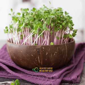 Macetas Ecológicas de Cáscara de Coco Creativas de Tamaño Personalizado |   Macetas de Coco Hechas a Mano para Venta al por Mayor, Decoración de Jardín y Hogar - Product Image 5