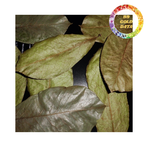 High Quality Dried Soursop Leaves for Herbal <b>Tea</b> Graviola Leaves Export - Product Image 3