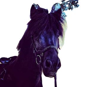 Halter de caballo de cuero de oveja blanco y negro con relleno ligero y accesorios de latón Halter de caballo de frotamiento internacional - Product Image 3