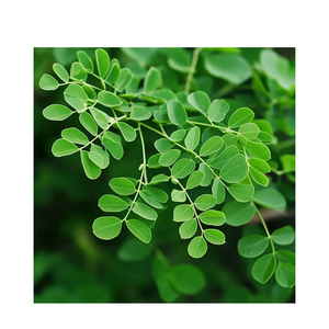 Feuilles de Moringa entières séchées, produit naturel à base de plantes pour mélanges culinaires et usage industriel - Product Image 3