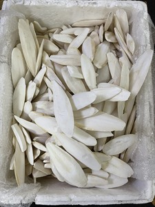 HUESOS SECOS DE SEPIA DE CALIDAD DE EXPORTACIÓN PARA LOROS Y AVES MASCOTAS - Product Image 6