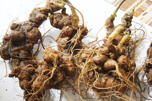 Premium Ngoc Linh Ginseng from Vietnam | High Saponin Content | OEM & Private Label Available - Product Image 4