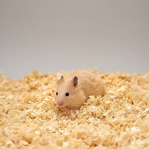 Sciure de bois de qualité supérieure pour litière animale, facile à nettoyer, écologique, approvisionnement en vrac, fabricant vietnamien - Product Image 5