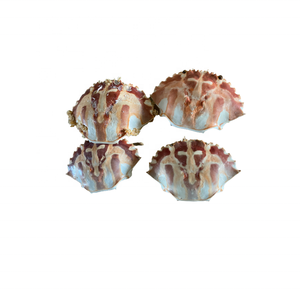 Conque de coquille de crabe séchée naturelle à motif de bande impressionnant pour la vente en gros, de beaux coquillages colorés pour l'artisanat et les cadeaux. - Product Image 1