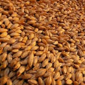Grano de Cebada Limpio y Entero para Alimentación de Ganado Vacuno, Ovino, Caprino y Otros Animales, 100% Cebada para Suministro de Alimento Animal, Exportación - Product Image 3