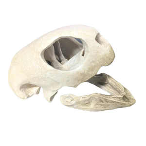 Figura Decorativa de Animal Esculpida en Resina Moderna Tradebyd, Hecha a Mano, de Primera Calidad, para Hogar u Oficina, Coleccionable - Product Image 1
