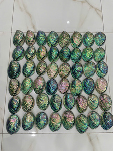 เปลือกหอยเป๋าฮื้อธรรมชาติพรีเมียม ประดับตกแต่ง สวยงามหลากสี ขายส่งจำนวนมาก สำหรับตลาดตกแต่งบ้านระดับนานาชาติในปัจจุบัน - Product Image 3