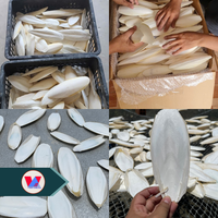 Os de Seiche Séché de Haute Qualité Blanc Éclatant 20-25cm, Os de Sepia Taillés pour Reptiles et Tortues, Source de Calcium en Vrac