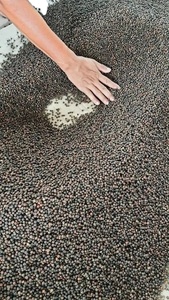 Poivre noir premium du Vietnam, grains gros de 5 mm, 500GL 550GL, poivre entier séché, export direct d'usine, vente en gros - Product Image 3