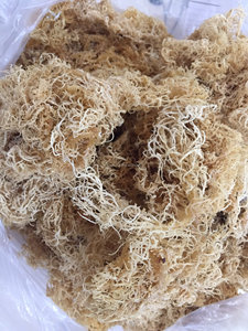 Usine exportation or wildcraft mousse de mer/mousse de mer crue en gros/Eucheuma cottonii algues bon prix de haute qualité 2024 - Product Image 5