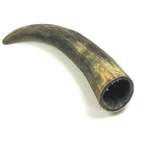 เขาควายดิบธรรมชาติและปลายเขาควาย มีสีดำและสีธรรมชาติ สำหรับขนาดและเขาตามสั่ง - Product Image 5