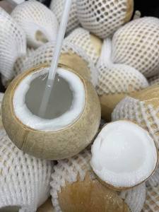 Coco Entero Pulido de Fácil Apertura para Exportación - Diseño Conveniente, Cáscara Limpia - Product Image 4