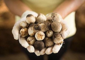 Champignons en conserve de qualité supérieure 2026 en saumure du Vietnam, vente en gros, qualité alimentaire, export, fournisseur OEM, marque privée - Product Image 2