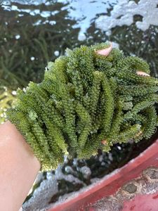 Sea Grape Frozen Caulerpa Lentillifera Seaweed For Sushi Topping And Catering Vietnam Manufacturer - Product Image 3