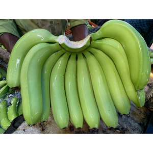 Bananes vertes Cavendish fraîches de la ferme, prêtes à l'exportation, pour usage commercial et distribution internationale - Product Image 3