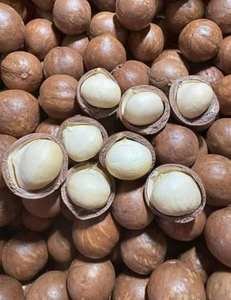 Venta al por mayor de nueces de macadamia tostadas de la nueva cosecha 2026 con cáscara o sin cáscara, suministro a granel, mejor precio - Sra. Tarina - Product Image 2