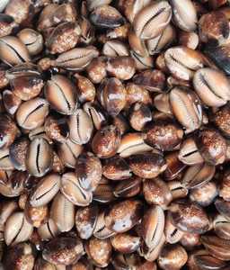 Cowrie Shell for Craft Projects and Jewelry Making with Consistent Quality and Export Supply - Product Image 5