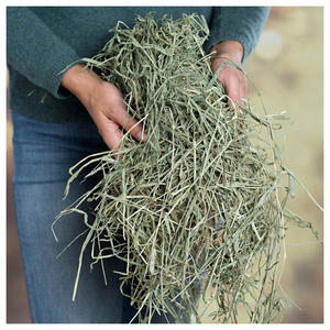 Heno Timothy en Bolsa de 20 kg, Heno Premium a Granel, Suministro al por Mayor para Exportación a Compradores Globales - Product Image 6