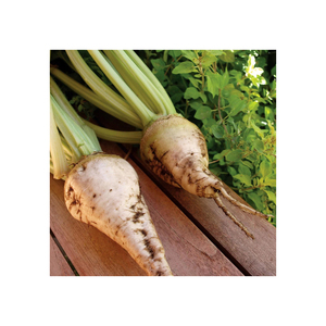 Remolacha Azucarera, Producto Agrícola de Calidad Garantizada, Ideal para Procesamiento y Aplicaciones Industriales - Product Image 4