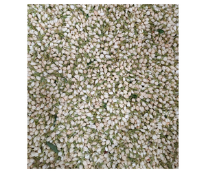 Fleurs de jasmin séchées de haute qualité du Vietnam - Ingrédient floral aromatique pour commande en gros - Product Image 1