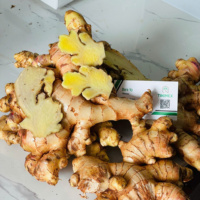Gingembre frais jaune du Vietnam 100% Cao Bang, haute qualité, stockage frigorifique, durée de conservation de 2 ans, sac en filet de 20 kg, export alimentaire