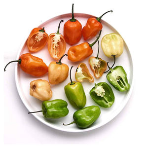 Piment Habanero de Qualité Export en Gros – Piment Frais et Fort pour Restaurants, Supermarchés et l'Industrie Alimentaire - Product Image 5
