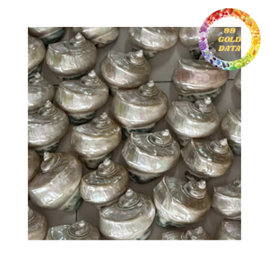 เปลือกหอยมุกธรรมชาติขัดเงา สีครีมขาวและสีเหลือบรุ้งสีฟ้าคราม สำหรับงานประดิษฐ์เครื่องประดับ - Product Image 4