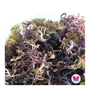 Disponible : Algues Marines Violette Naturelles Séchées au Soleil (Cottonii) à Faible Teneur en Humidité pour B2B (Poudre et Gelée) - Product Image 1