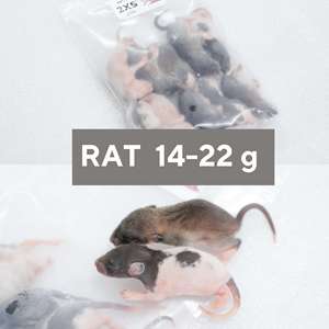 Rats congelés XXS 14-22g, nourriture premium pour serpents, rongeurs, haute teneur en protéines, vente en gros, sans salmonelle, bio-améliorés - Product Image 1