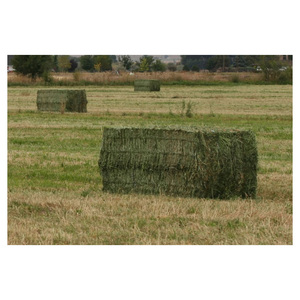 Top-quality Grade a Alfalfa Hay in Bales and Pellets with Moisture 2% and 2 Year Shelf Life for Horse and Cattle Feed - Product Image 2
