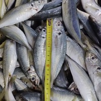 Maquereau entier congelé de qualité supérieure, certifié HACCP, sans additifs, approvisionnement en vrac de produits de la mer, traitement IQF, prêt à l'exportation, en carton
