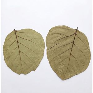 Feuilles de teck séchées naturelles de 19-25 cm / 7 à 9 pouces pour aquarium, lot de 10 feuilles - Product Image 6
