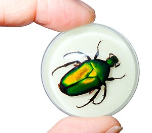 Cabujón de Plástico Redondo de 38.5x38.5 mm con Diseño de Escarabajo Chafer Verde, Base Plana Brillante para Manualidades y Joyería - Product Image 1