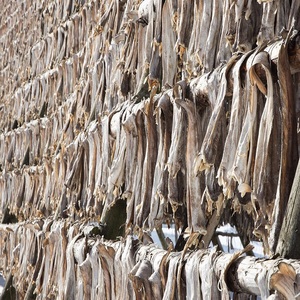 Stockfish frais surgelé, fabriqué à partir de morue de Norvège, séché selon des méthodes traditionnelles et emballé dans des conteneurs durables de 30 à 45 kg. - Product Image 1