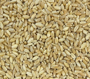 Grano de Trigo de Alta Calidad a Precio de Fábrica/Grano de Trigo Suave para Moler de Ucrania, Granos de Trigo para Consumo Humano y Animal de Austria - Product Image 1