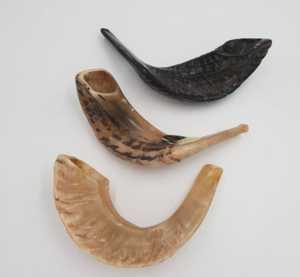 Shofar de Cuerno de Carnero Natural de Alta Calidad, Kosher, para Tocar en Rosh Hashanah, Pulido - Product Image 3