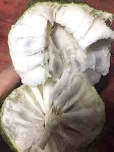 Pulpa de Guanábana Congelada IQF BQF, Proveedor Mayorista de Vietnam - Sra. Tarina - Product Image 3