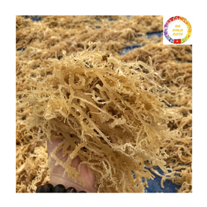 Musgo Marino Seco |   Musgo Irlandés Orgánico Crudo |   Algas Marinas Naturales |   Proveedor de Exportación a Granel de Vietnam - Product Image 1