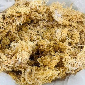 Elegante algas marinas secas Cottonii de fábrica vietnamita para cocina de lujo y los productos alimenticios naturales a base de plantas más vendidos - Product Image 1